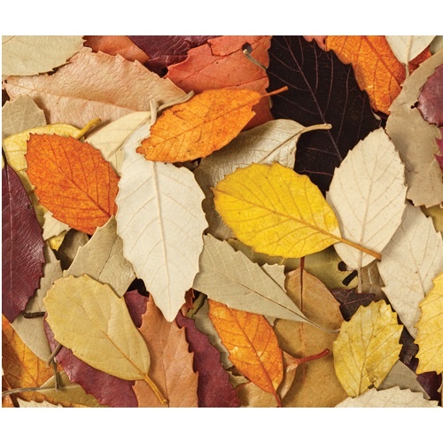 Natural Leaves 90's (NP040)