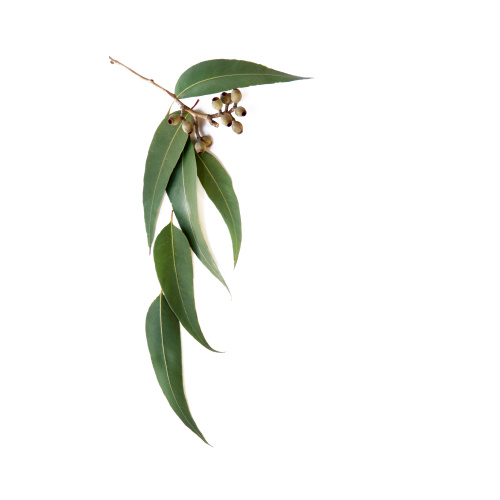 Eucalyptus Oil 1L